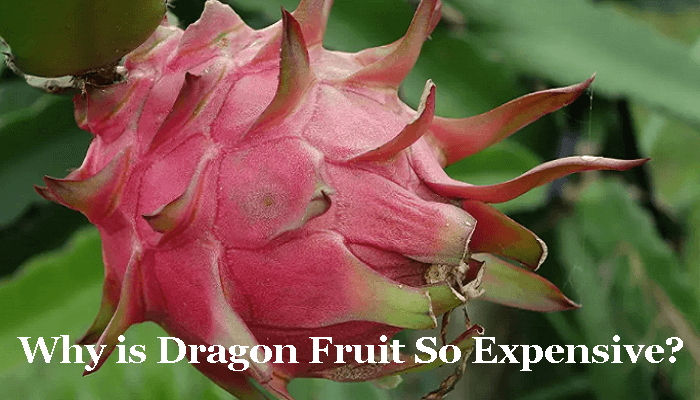 Why is Dragon Fruit So Expensive