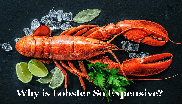 Why Is Lobster So Expensive